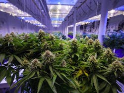 Indoor cannabis operation. Photo by Canna Obscura/Shutterstock Indoor cannabis operation. Photo by Canna Obscura/Shutterstock