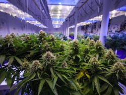Indoor cannabis operation by Canna Obscura/Shutterstock Indoor cannabis operation by Canna Obscura/Shutterstock