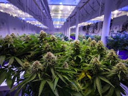 Indoor cannabis operation by Canna Obscura/Shutterstock