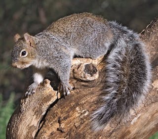 Western Grey Squirrel, Santa Rita Lodge, Madera Canyon, Near Green Valley, Arizona