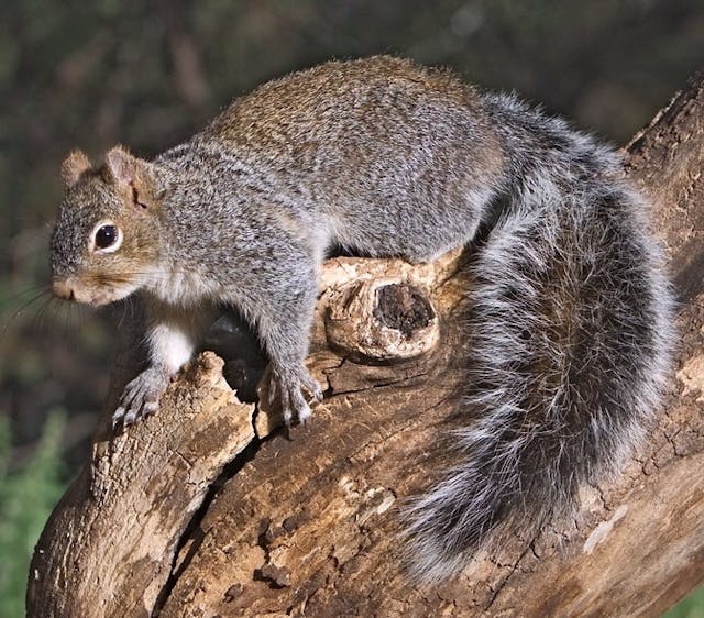 Western Grey Squirrel, Santa Rita Lodge, Madera Canyon, Near Green Valley, Arizona
