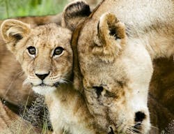 1280px-Lion_cub_with_mother 1280px-Lion_cub_with_mother