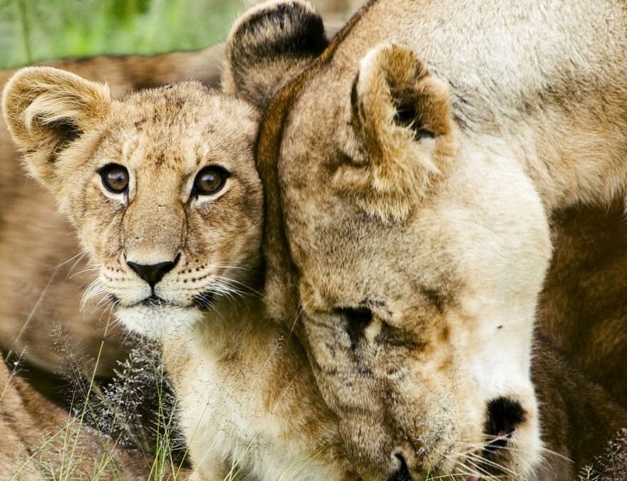 1280px-Lion_cub_with_mother
