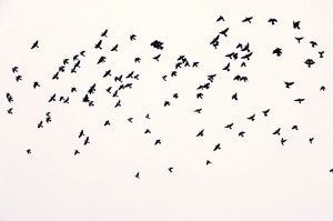 1663215818533 Flockofbirds300x199