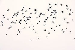1663215818533 Flockofbirds300x199 1663215818533 Flockofbirds300x199