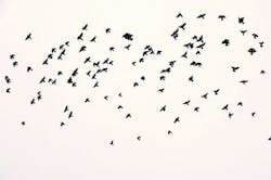 flock-of-birds-300x199