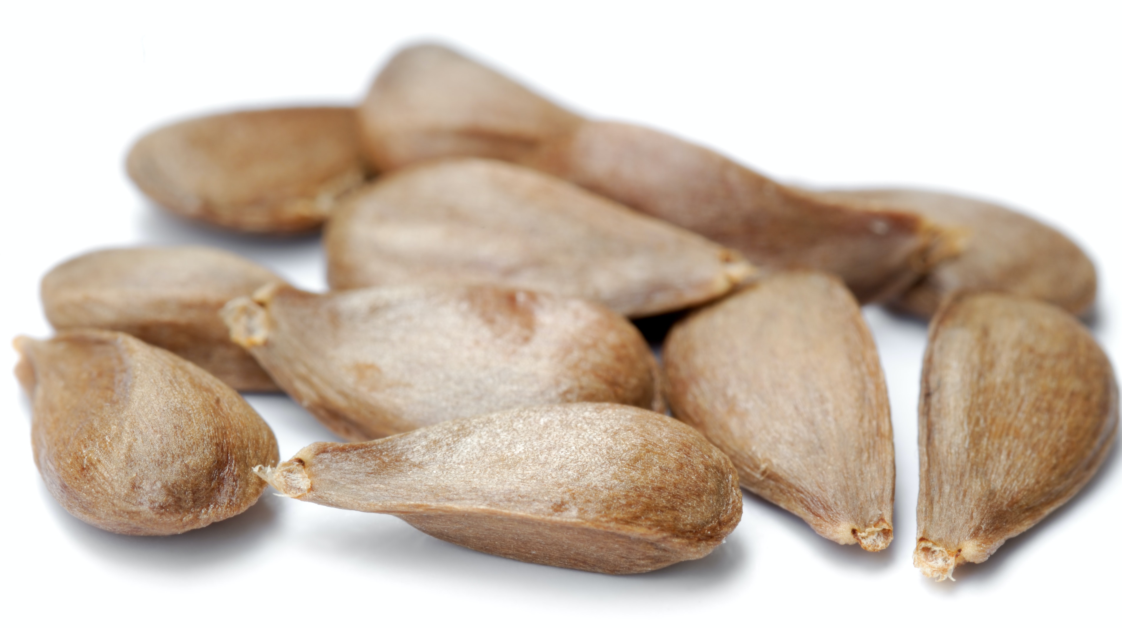 Apple_seeds_-_variety_Bismarckapfel_(aka)