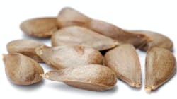Apple_seeds_-_variety_Bismarckapfel_(aka) Apple_seeds_-_variety_Bismarckapfel_(aka)