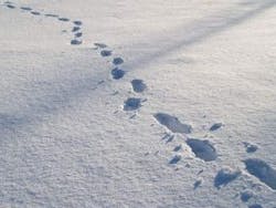 1663216133935 Footprintinsnow2300x225 1663216133935 Footprintinsnow2300x225