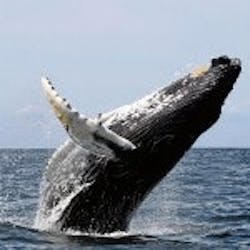 1663216137548 Whale150x150 1663216137548 Whale150x150