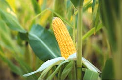 Taras Valerievich/Shutterstock.com Taras Valerievich/Shutterstock.com