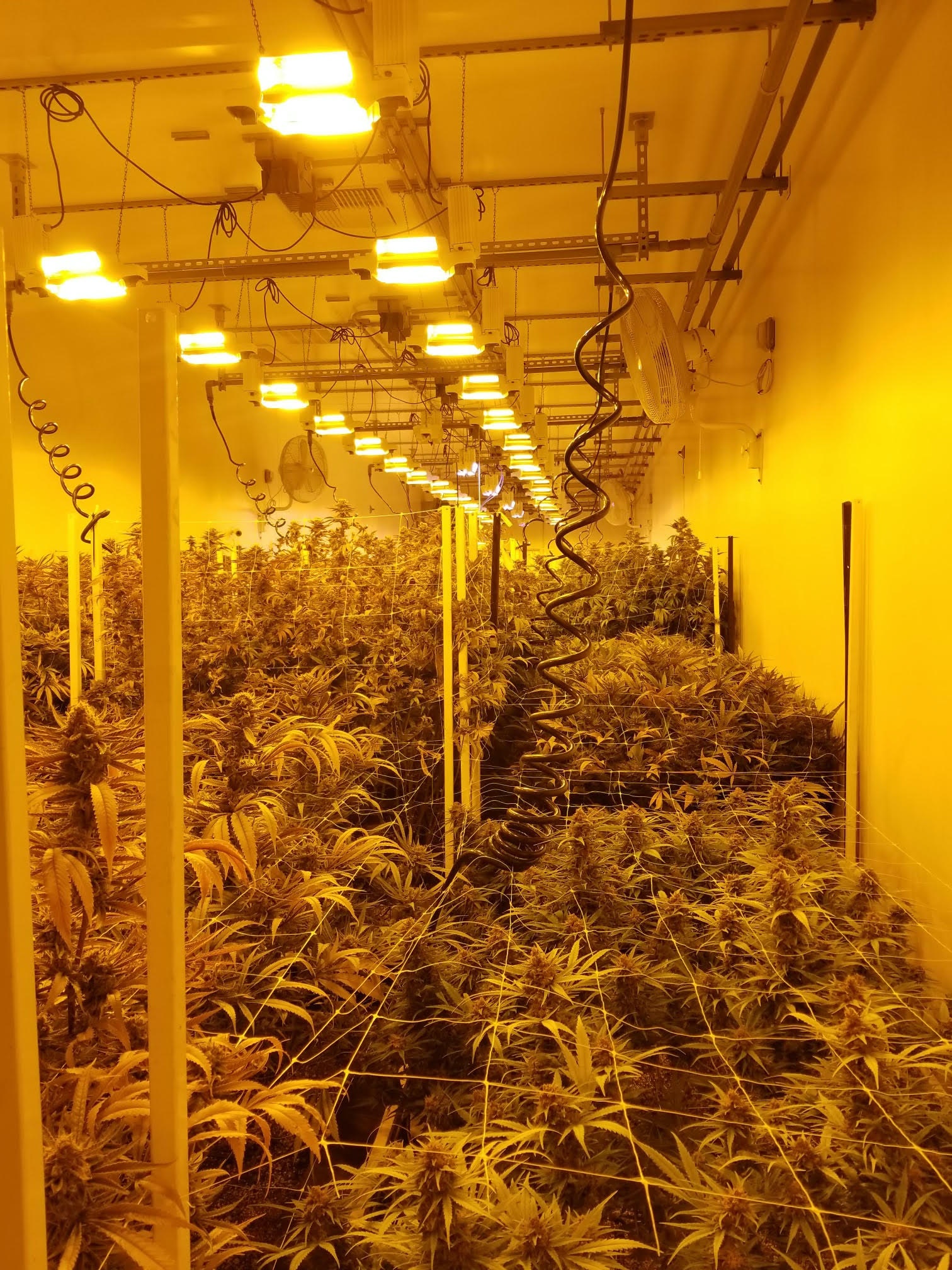 Indoor Cannabis Facility, Photo Courtesy Kevin Wright, Disruptive Power Solutions