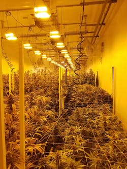 Indoor Cannabis Facility, Photo Courtesy Kevin Wright, Disruptive Power Solutions