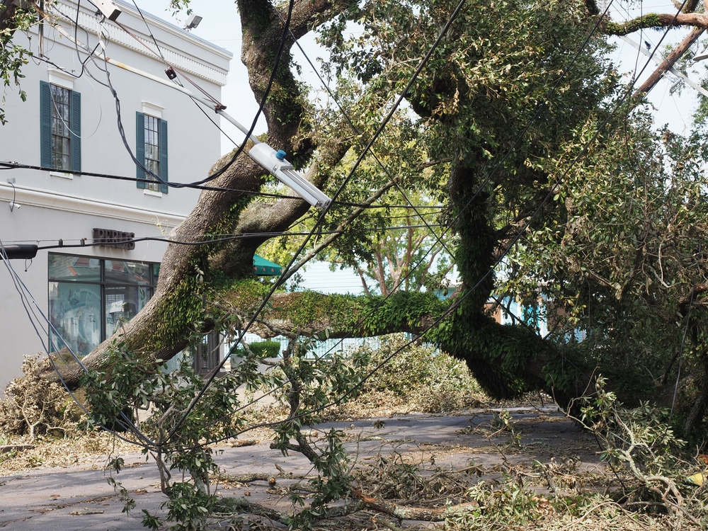 Fallen Tree on Electrical Equipment in New Orleans, Louisiana Following Hurricane Ida. Photo by EchoFree/Shutterstock.com