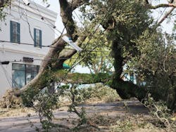 Fallen Tree on Electrical Equipment in New Orleans, Louisiana Following Hurricane Ida. Photo by EchoFree/Shutterstock.com