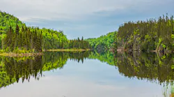 The cedar pine forest lining the shores of Lake Nipigon in Ontario, home of the Whitesand First Nation. Source: Gus Garcia / Shutterstock.com
