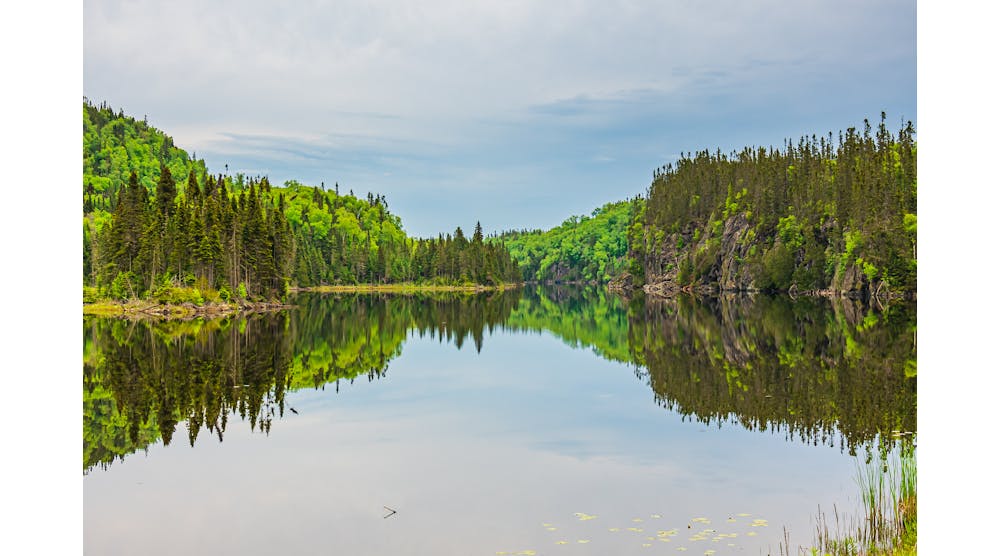The cedar pine forest lining the shores of Lake Nipigon in Ontario, home of the Whitesand First Nation. Source: Gus Garcia / Shutterstock.com
