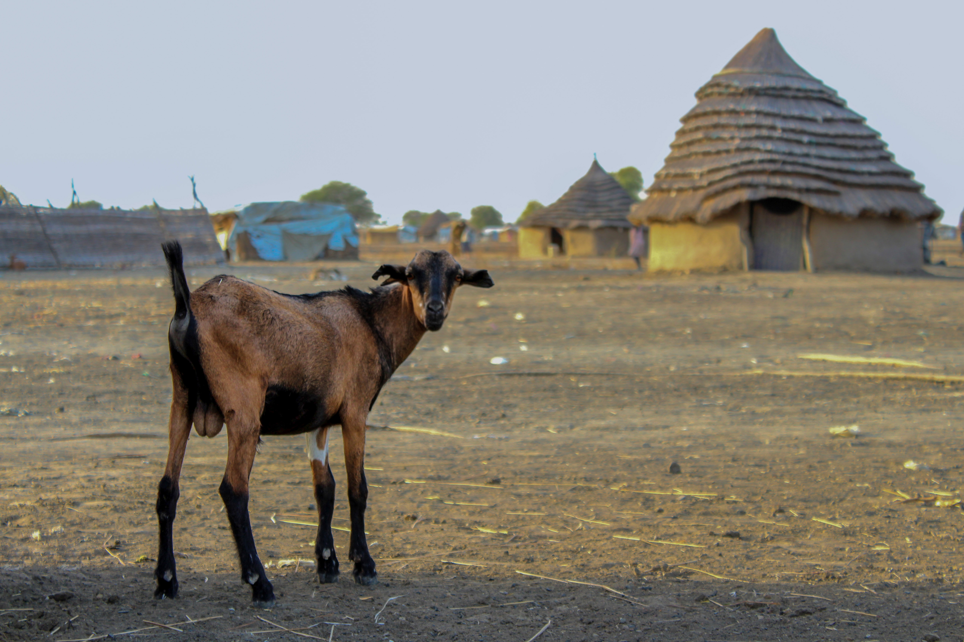 Source: Zuzana Bendova / Shutterstock.com